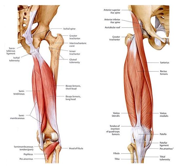 hamstring
